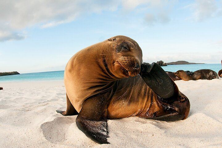 South Plazas Island and Carrión Point on Board of Sea Lion Yacht - Photo 1 of 6